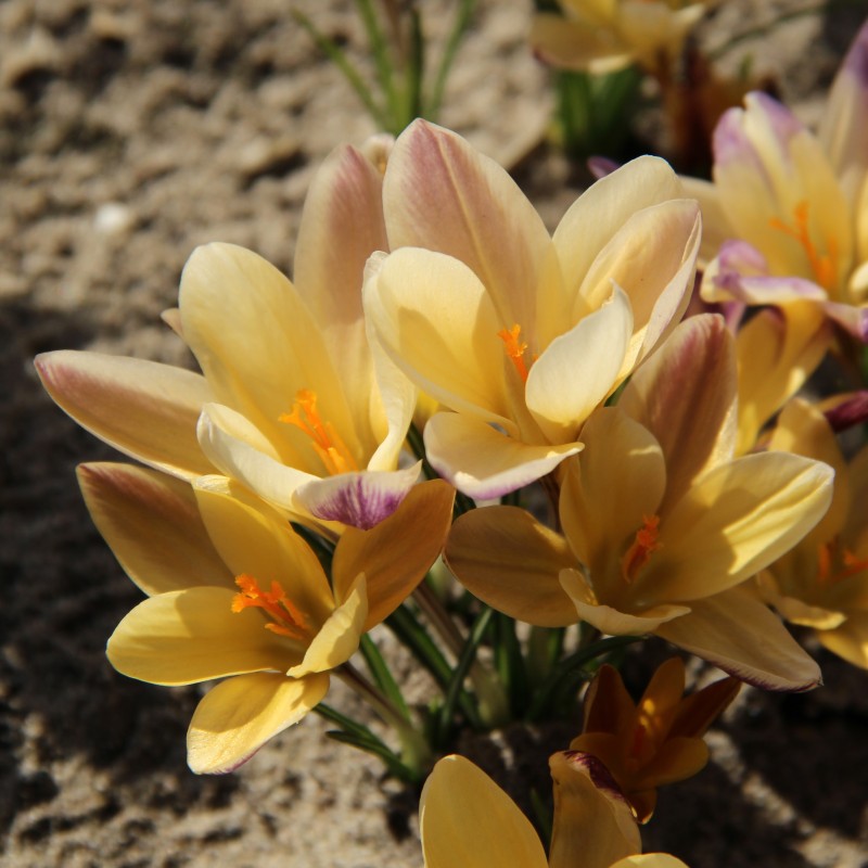 Crocus angustifolius 'Bronze Form' Crocus angustifolius 'Bronze Form'