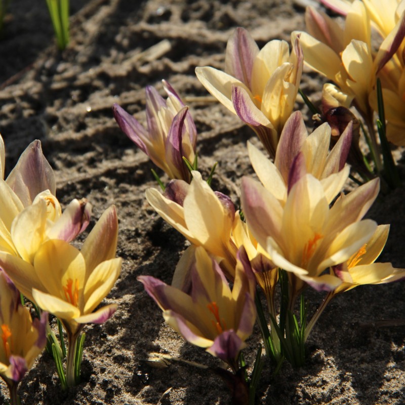 Crocus angustifolius 'Bronze Form' Crocus angustifolius 'Bronze Form'