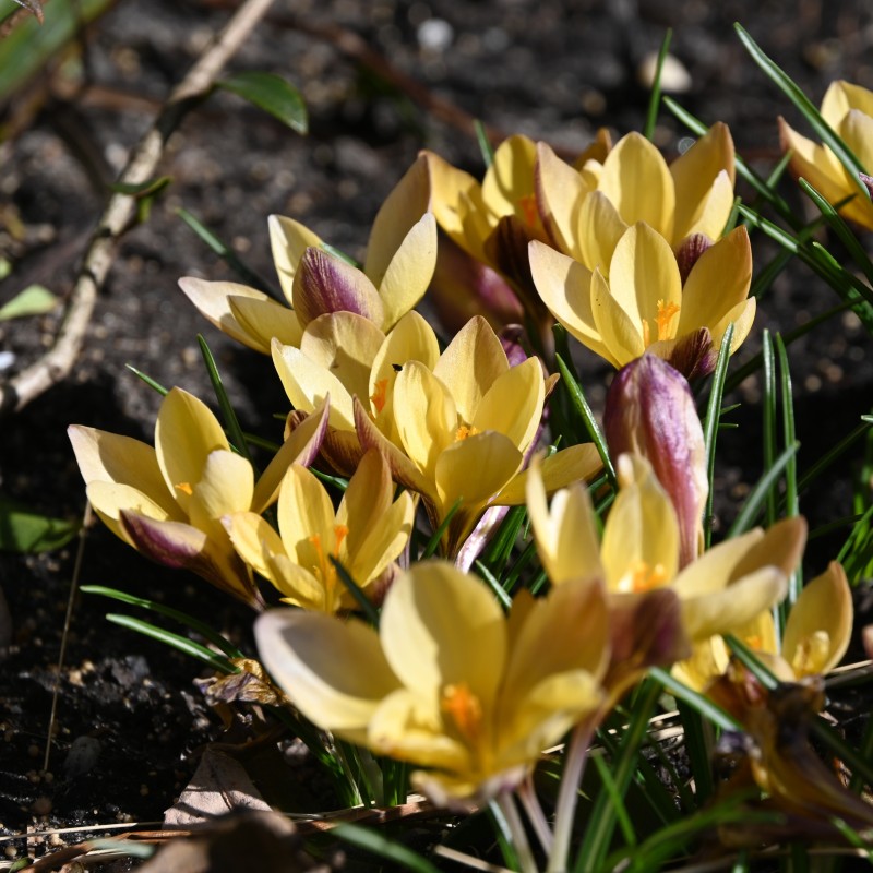 Crocus angustifolius 'Bronze Form' Crocus angustifolius 'Bronze Form'