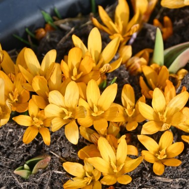 Crocus balansae 'Orange Monarch' Crocus balansae 'Orange Monarch'