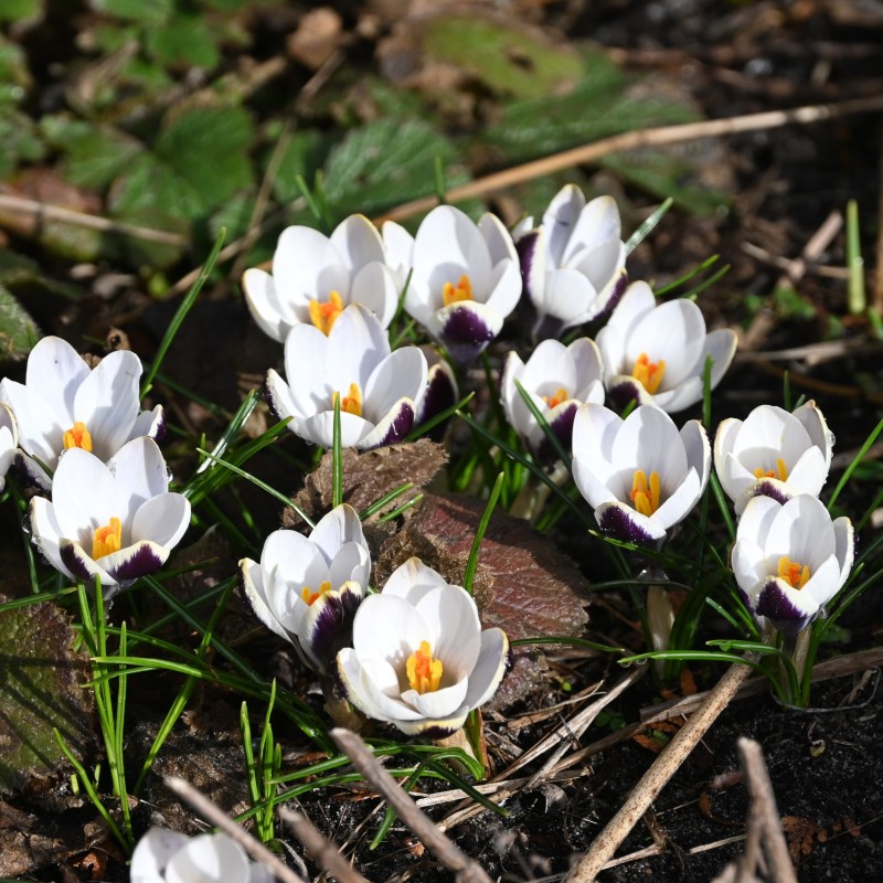 Crocus biflorus 'Violet Fog' Crocus biflorus 'Violet Fog'