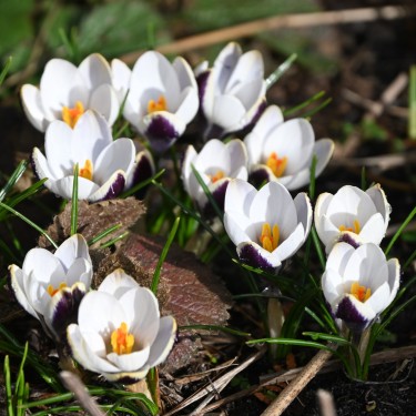 Crocus biflorus 'Violet Fog' Crocus biflorus 'Violet Fog'