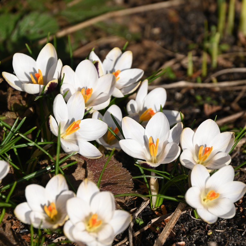 Crocus biflorus 'Violet Fog' Crocus biflorus 'Violet Fog'