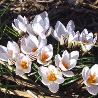 Crocus biflorus subsp. biflorus