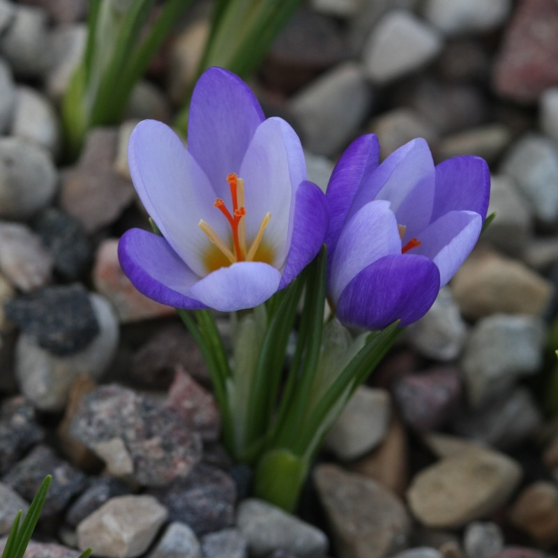 Crocus biflorus subsp. tauri Crocus biflorus subsp. tauri