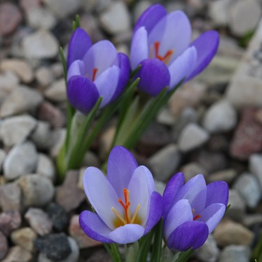 Crocus biflorus subsp. tauri Crocus biflorus subsp. tauri