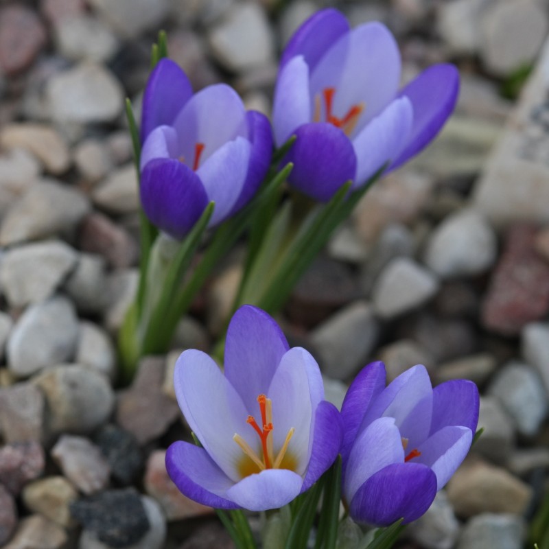 Crocus biflorus subsp. tauri Crocus biflorus subsp. tauri