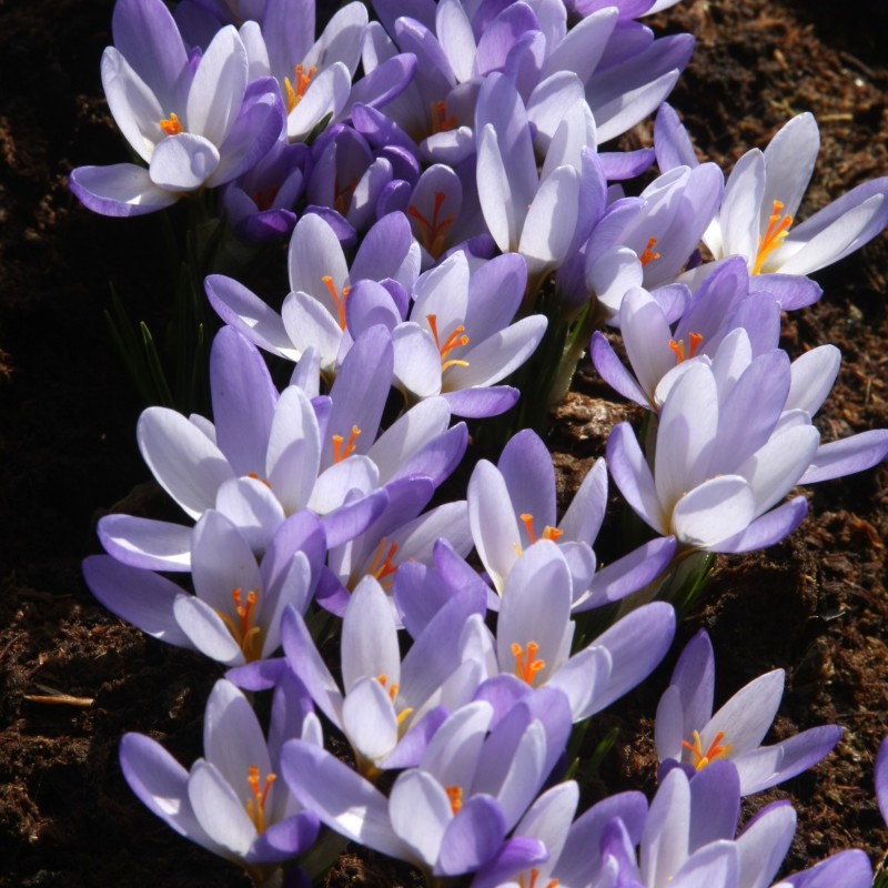 Crocus biflorus subsp. tauri Crocus biflorus subsp. tauri