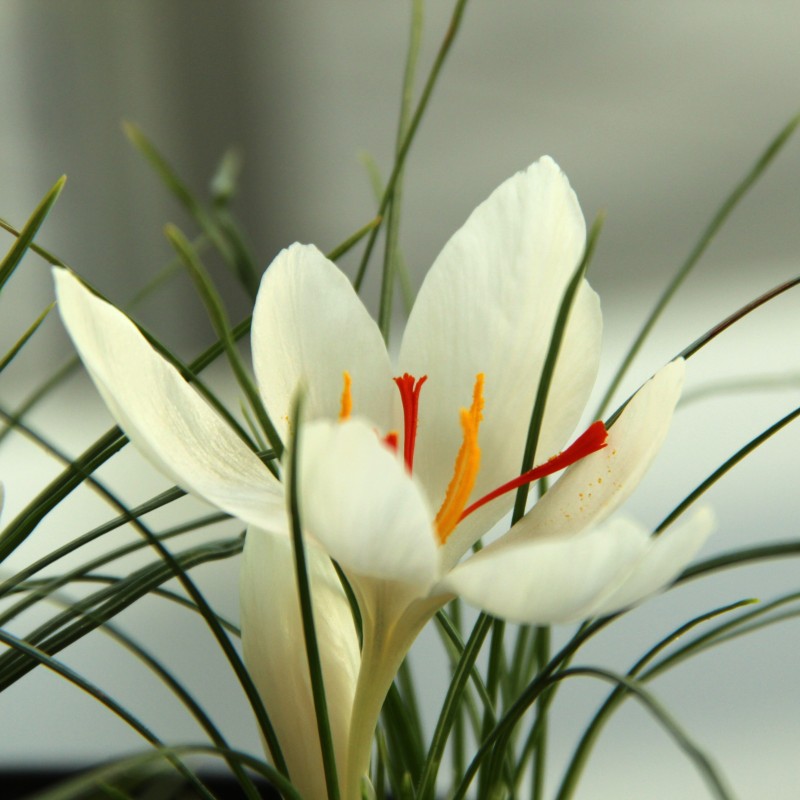 Crocus cartwrightianus 'Albus' Crocus cartwrightianus 'Albus'
