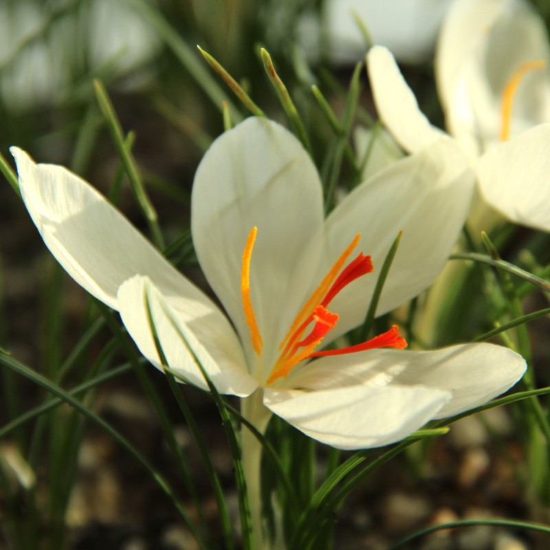 Crocus cartwrightianus 'Albus' Crocus cartwrightianus 'Albus'