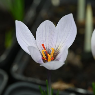 Crocus cartwrightianus 'Marcel' Crocus cartwrightianus 'Marcel'