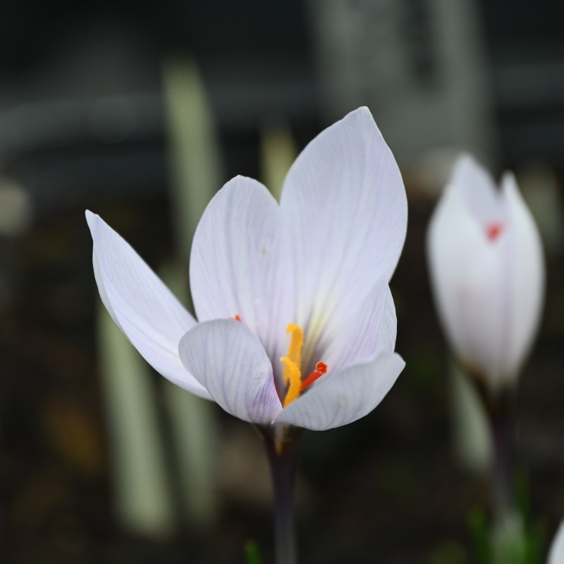 Crocus cartwrightianus 'Marcel' Crocus cartwrightianus 'Marcel'