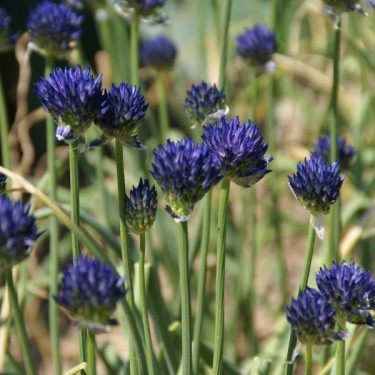 Allium litvinovii