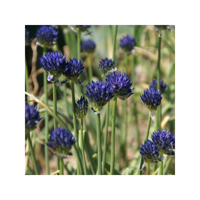 Allium litvinovii