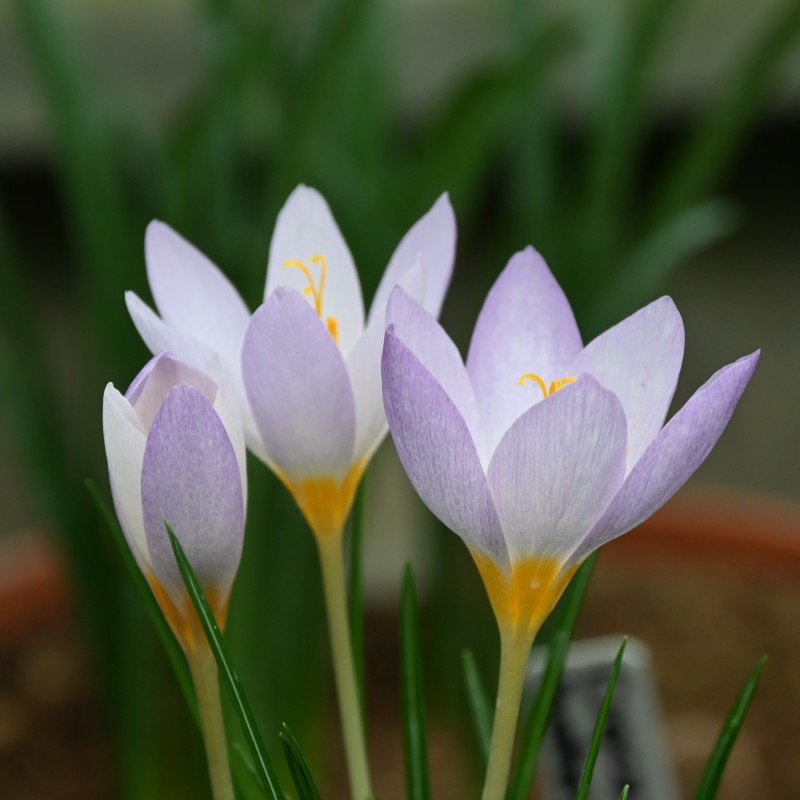 Crocus caspius Crocus caspius