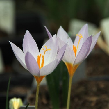 Crocus caspius Crocus caspius