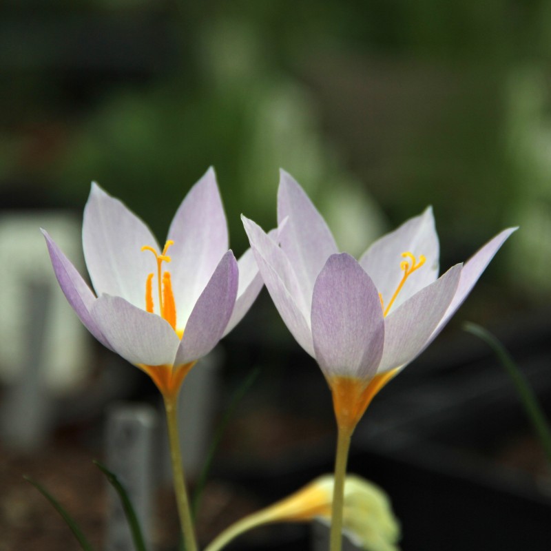 Crocus caspius Crocus caspius
