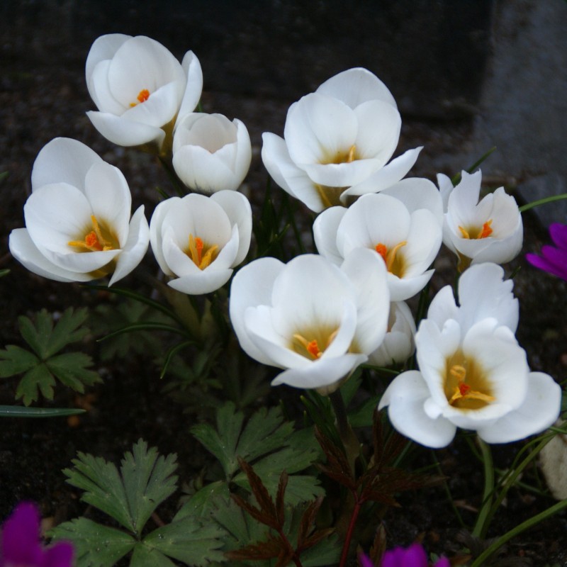 Crocus chrysanthus 'Ard Schenk' Crocus chrysanthus 'Ard Schenk'