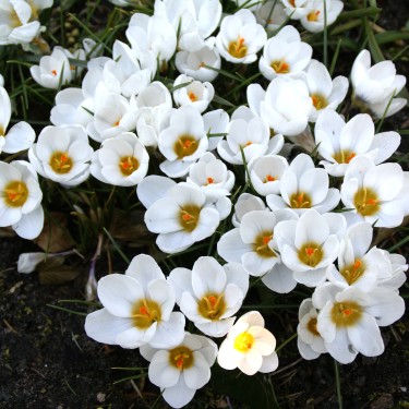 Crocus chrysanthus 'Ard Schenk' Crocus chrysanthus 'Ard Schenk'