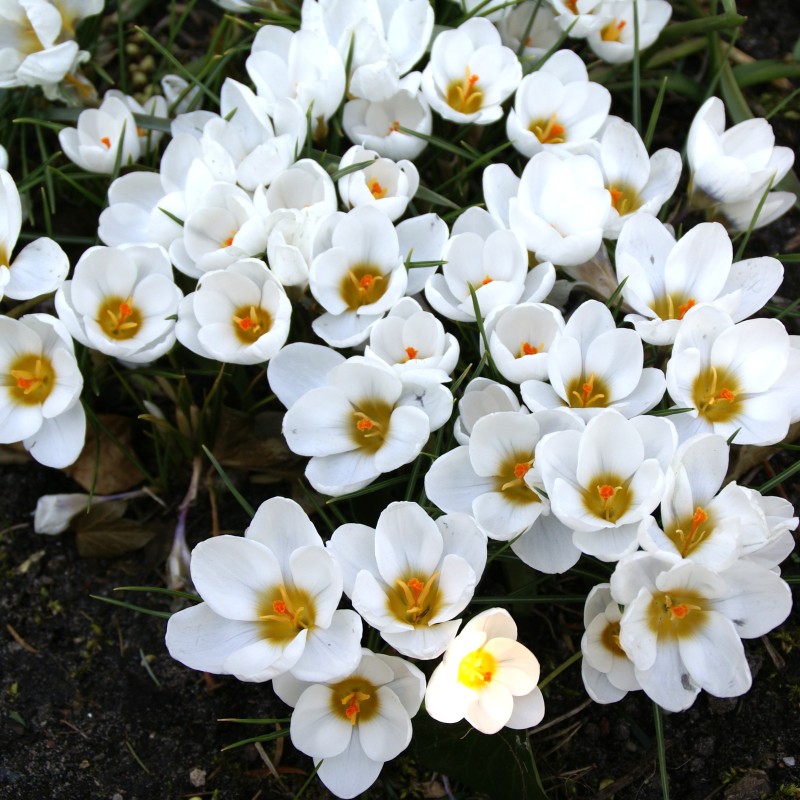 Crocus chrysanthus 'Ard Schenk' Crocus chrysanthus 'Ard Schenk'