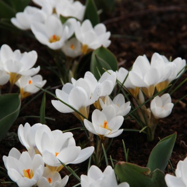 Crocus chrysanthus 'Ard Schenk' Crocus chrysanthus 'Ard Schenk'