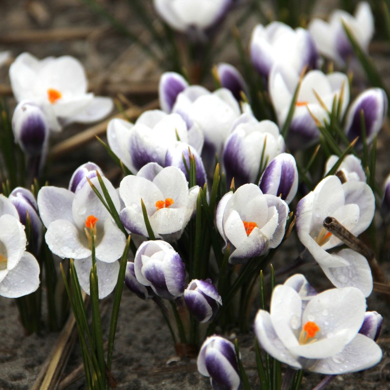 Crocus chrysanthus 'Blue Bird'