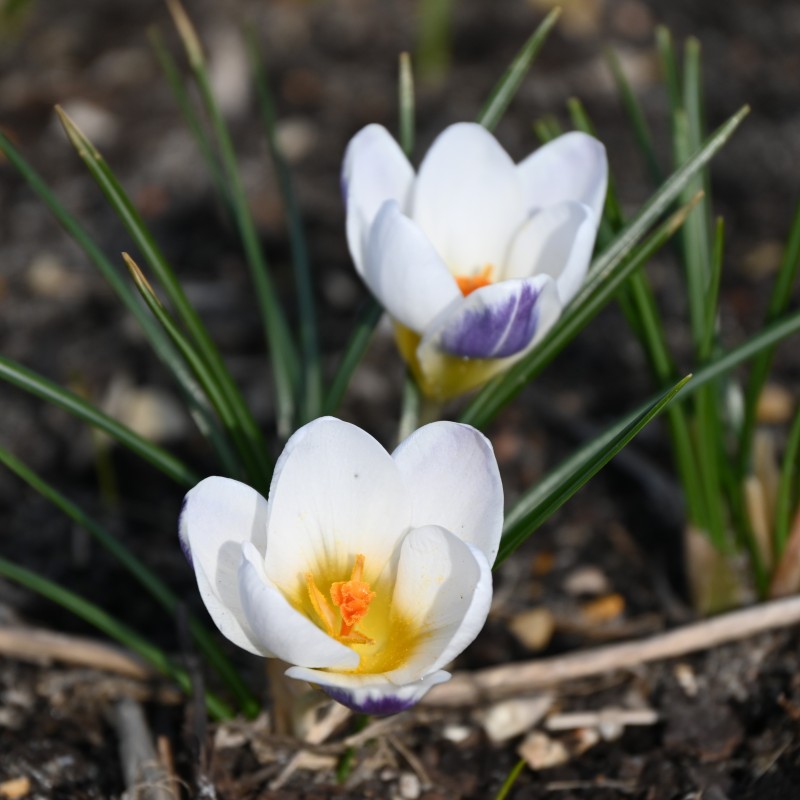 Crocus chrysanthus 'Blue Bird'