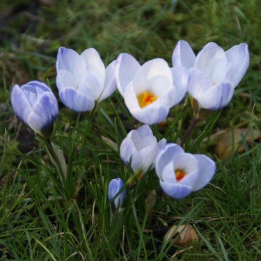 Crocus chrysanthus 'Blue Pearl'
