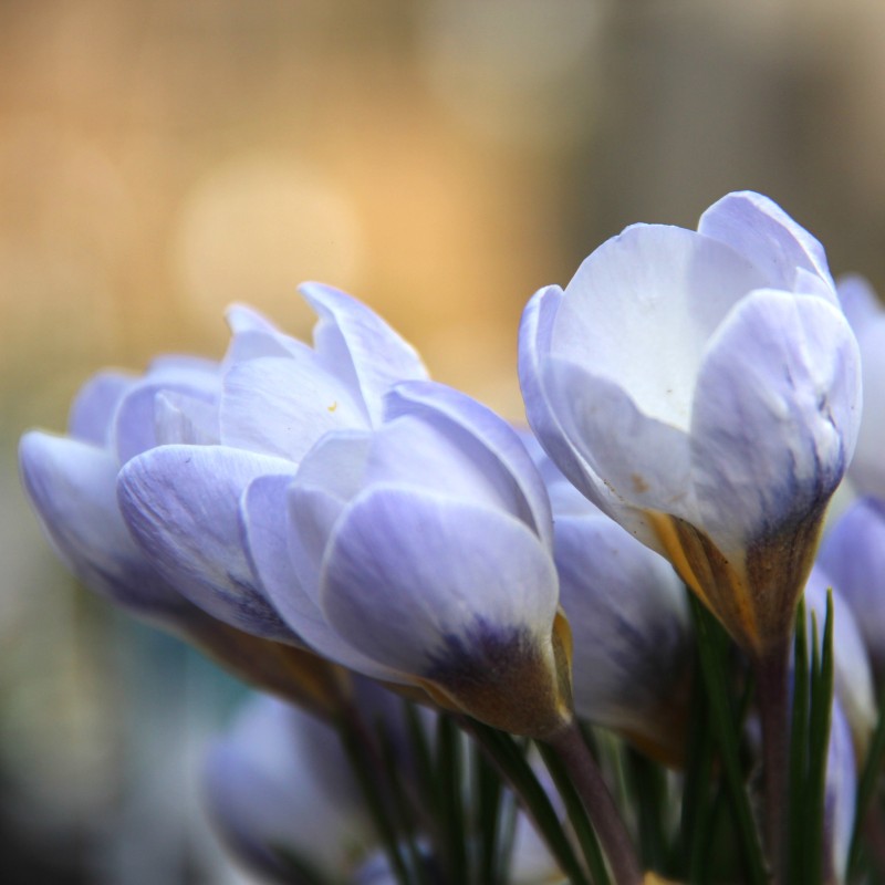 Crocus chrysanthus 'Blue Pearl'