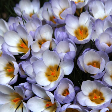 Crocus chrysanthus 'Blue Pearl'