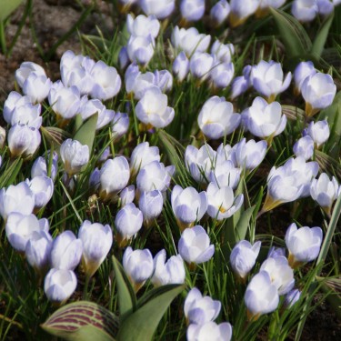 Crocus chrysanthus 'Blue Pearl'