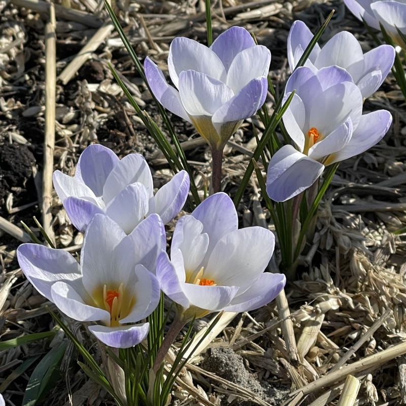 Crocus chrysanthus 'Blue Pearl'