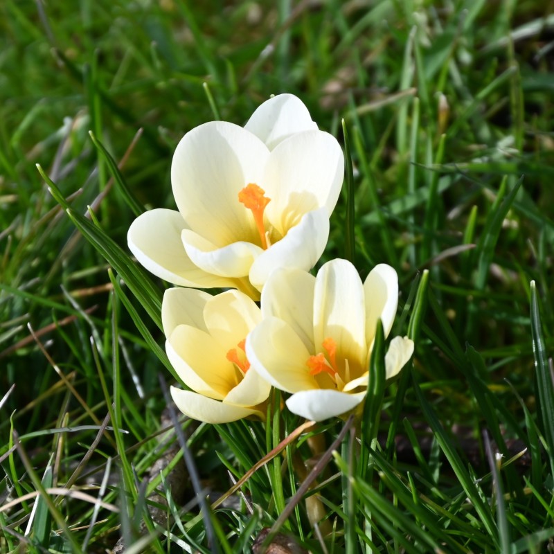 Crocus chrysanthus 'Cream Beauty' Crocus chrysanthus 'Cream Beauty'