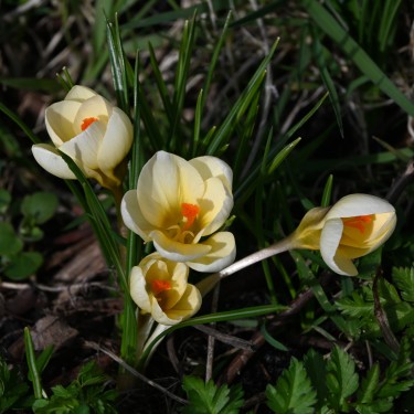 Crocus chrysanthus 'Cream Beauty' Crocus chrysanthus 'Cream Beauty'