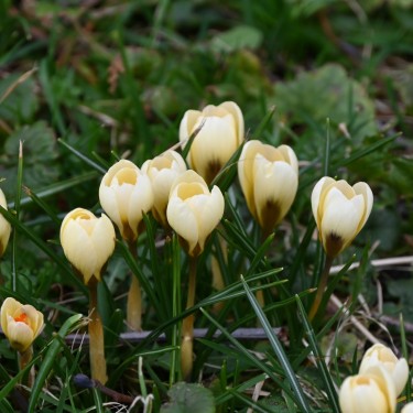 Crocus chrysanthus 'Cream Beauty' Crocus chrysanthus 'Cream Beauty'