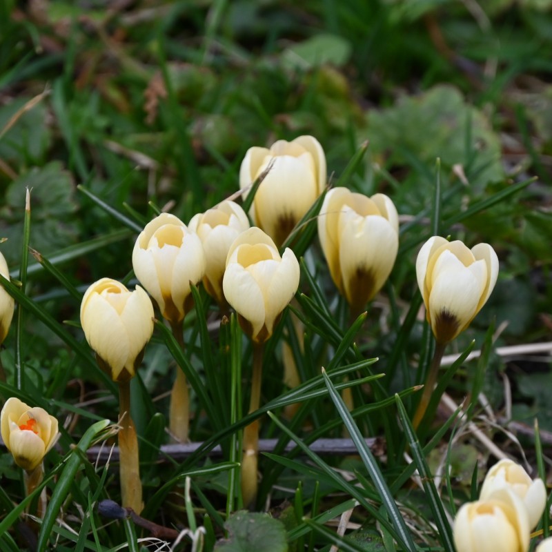 Crocus chrysanthus 'Cream Beauty' Crocus chrysanthus 'Cream Beauty'