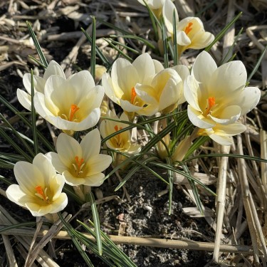 Crocus chrysanthus 'Cream Beauty' Crocus chrysanthus 'Cream Beauty'