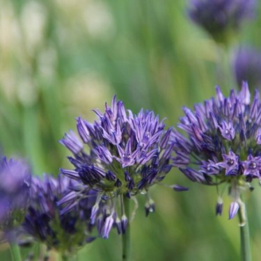 Allium litvinovii