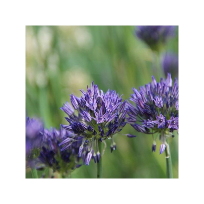 Allium litvinovii