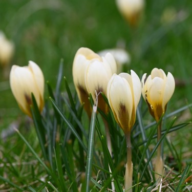 Crocus chrysanthus 'Cream Beauty' Crocus chrysanthus 'Cream Beauty'