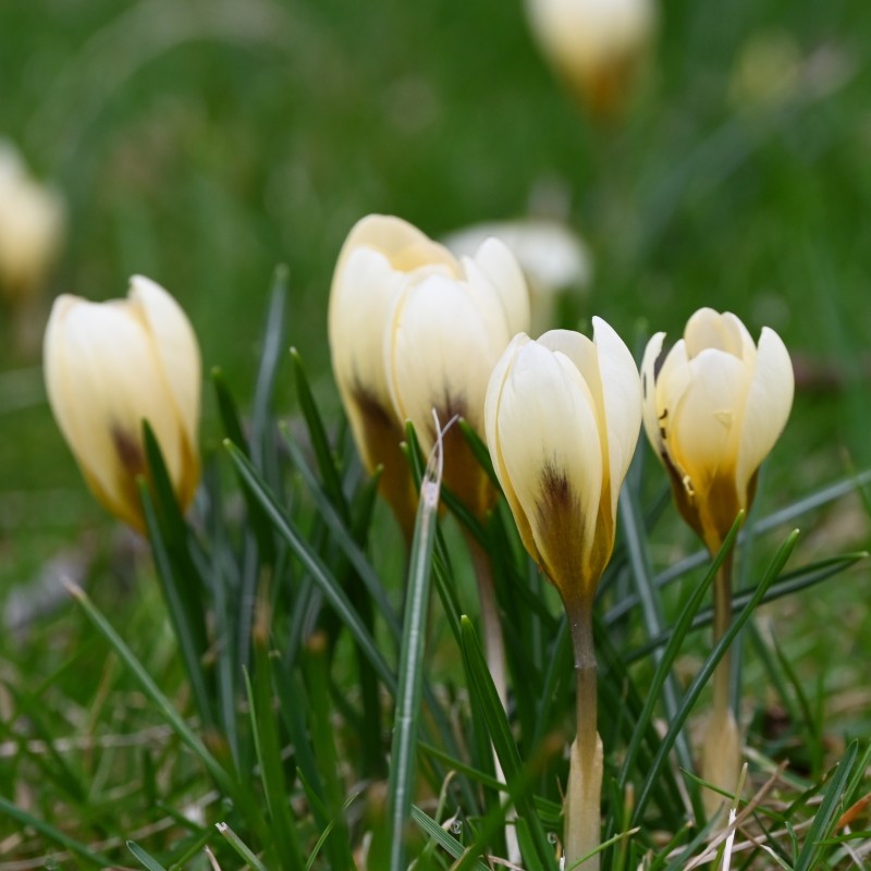 Crocus chrysanthus 'Cream Beauty' Crocus chrysanthus 'Cream Beauty'