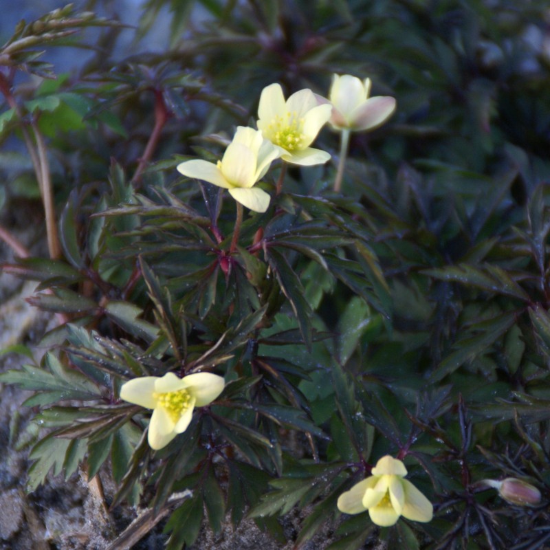 Anemone x lipsiensis 'Sioux'