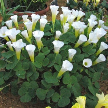 Oxalis purpurea 'Alba'