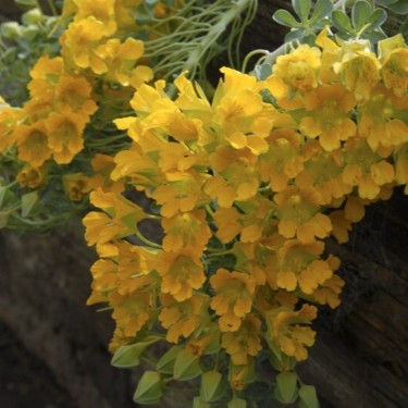Tropaeolum polyphyllum