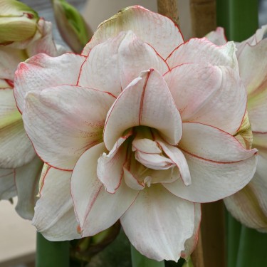 Hippeastrum 'Elvas'