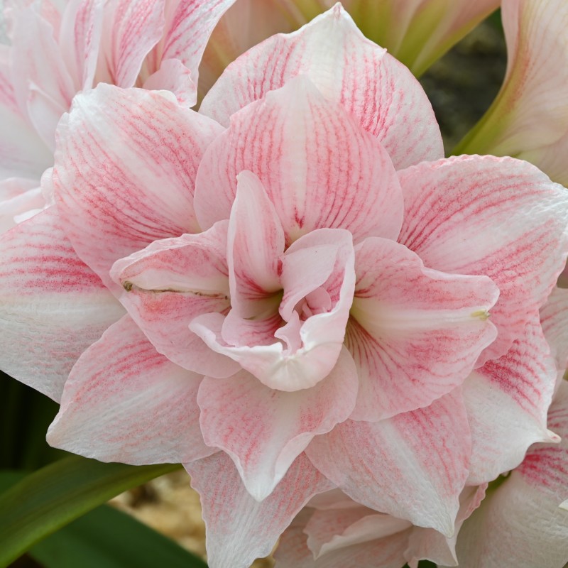 Hippeastrum 'Candy Belle'® Hippeastrum 'Candy Belle'®