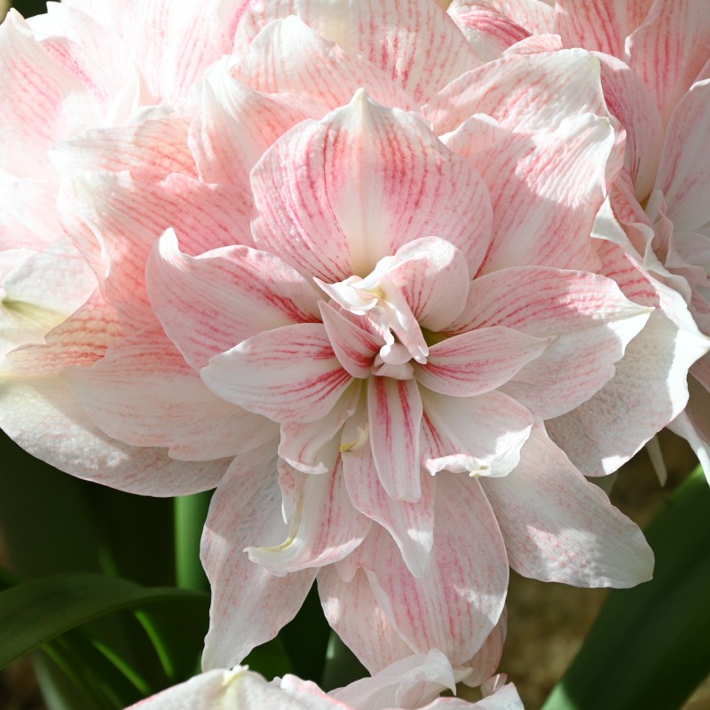 Hippeastrum 'Candy Belle'® Hippeastrum 'Candy Belle'®