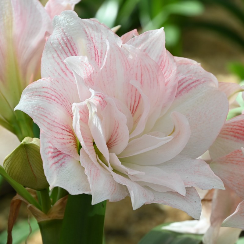 Hippeastrum 'Candy Belle'® Hippeastrum 'Candy Belle'®