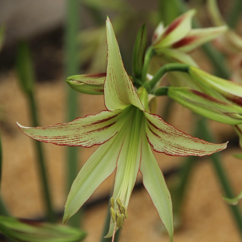 Hippeastrum 'Emerald'® Hippeastrum 'Emerald'®