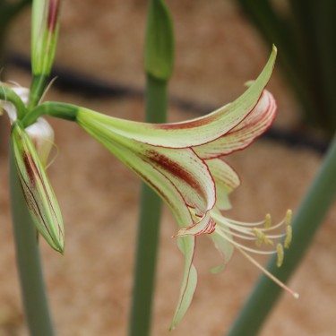 Hippeastrum 'Emerald'® Hippeastrum 'Emerald'®